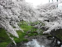 根川緑道の桜とヒヨドリ