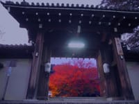 京都紅葉夜景ー１