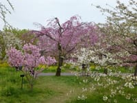 街中歩き「富山中央植物園の花見」富山市　4月7日（日）