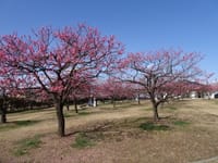 梅満開、岡山市東部の神崎梅園