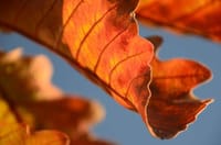 筑波１７文字日記ー「葉守りの神」春の芽吹きを待つ柏の枯葉