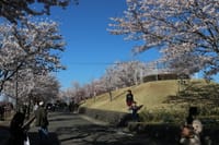 恒例　成田空港 ”春のお花見プラン