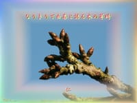 『　なりきりで由喜と語る木の芽時　』TAO５７５交心ｘｚｘ２５０２