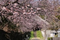 早咲き桜&菜の花2020