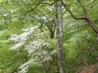 新緑とシロヤシオ咲く西丹沢畦ケ丸へ　