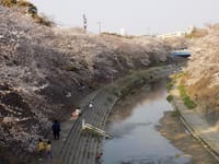 名古屋.山崎川の桜