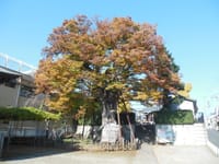 東京の巨樹探訪　２０