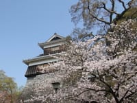 熊本城のさくら