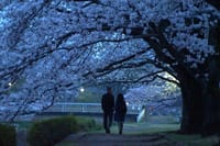 ≪2021/4 1≫ 「夜桜」は如何でしょう。