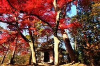 松島の海と緑の松、そして紅葉