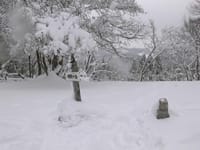 京都北山「雪の桟敷ヶ岳へ・・・」