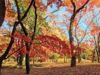 秋の北の丸公園、北の丸公園の紅葉、紅葉と田安門