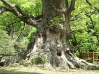 4月10日　日本一の巨樹に会いに行く…鹿児島県蒲生の大クス