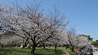 浜寺公園の桜の花（２０２３年３月２９日）LUMIX DC S5
