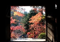 鎌倉の紅葉を見にー円覚寺などー