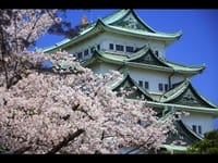 名古屋城桜まつりと能楽堂内日本料理大森でランチ