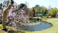 姫路城内にある日本庭園　好古園の桜　　2020.4