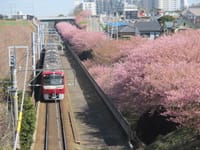 京急「三浦海岸駅」周辺の河津桜