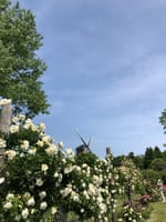 アンデルセン公園　薔薇もその他の花も美しくて・・・