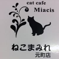『神戸南京町の、猫カフェ と 本格中華料理』に行きましょう😺