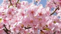 大仙公園の早咲きの桜（２０２３年３月１１日）LUMIX DMC FZ1000