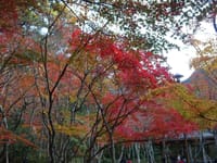 色づく紅葉『東お多福山～六甲山最高峰～有馬温泉』バスに乗車で楽ちん登山(^^♪