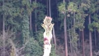 カモネギ山でタラの芽採り2018.4.7