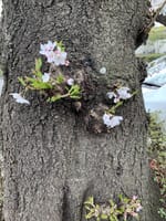大樹の根元にも可憐な花が・・・桜の花見