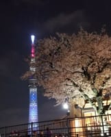 東京での花見