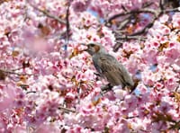 早咲き桜とヒヨドリ