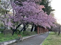 名古屋早咲き桜