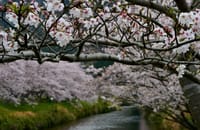 松崎町の桜と天城のミツマタ