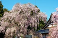 虎渓寺の桜