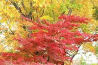 武蔵野の森公園の紅葉、東京外国語大学の紅葉、ムクドリ