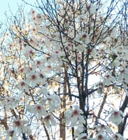 桜の花びらは秒速5センチメートルで落下する？