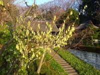 黄色の花が咲く木　①　土佐水木 （とさみずき） 