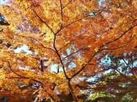 12月4日 小石川後楽園の　紅葉