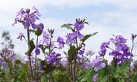 和泉リサイクル環境公園のムラサキハナナ・紫花菜（２０２０年３月１１日）