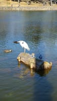 白鷺 鴨 鳩の日向ぼっこ 寒い日のお気に入りの池