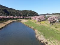 伊豆オフ会(後編)みなみの桜と菜の花畑