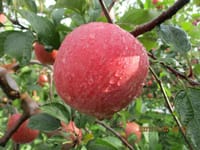 りんご収穫手伝い・・2日目