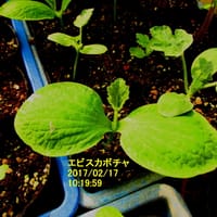 野菜苗・2月18日今朝の気温6.9℃