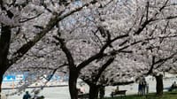 浜寺公園の桜（２０２２年４月１日）LUMIX DC S5