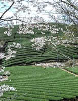桜に飾られた茶畑を見に宇治へドライブ
