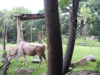 大人の社会見学躍動する哺乳類【天王寺動物園】