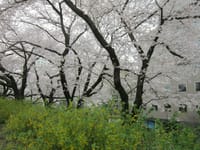 国立市：湧き水のほとりの矢川緑地から谷保天満宮そして桜並木へ