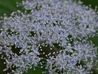 コアジサイ（小紫陽花）アジサイ科アジサイ属