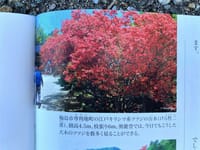 NHK趣味の園芸「実家の能登キリシマ」