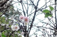 １０月桜　冬桜　どっち