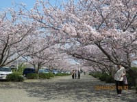 安房神社の桜